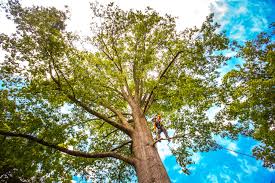 Best Tree Mulching  in Coleman, TX