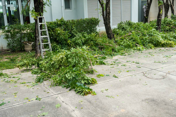 Best Root Management and Removal  in Coleman, TX