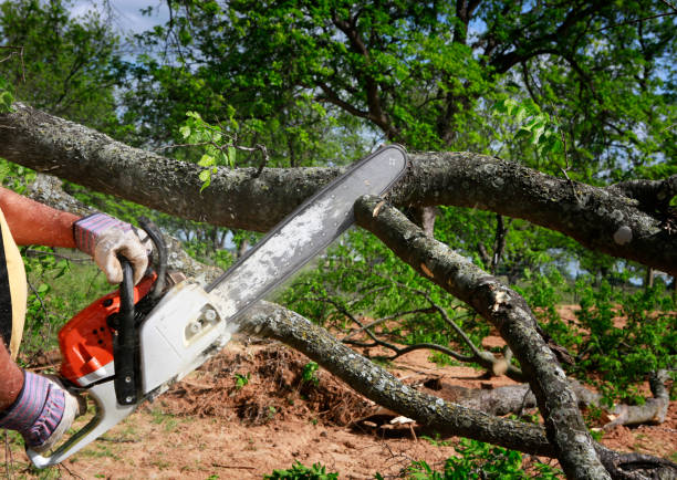 Best Weed Control  in Coleman, TX